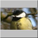 Parus major - Kohlmeise 01.jpg